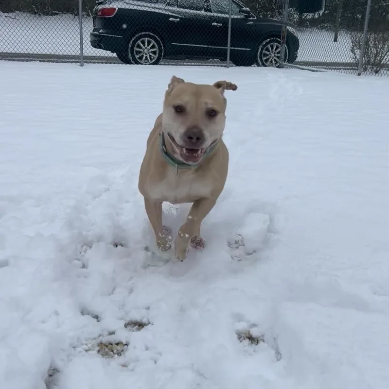 Scarlett thumbnail 5