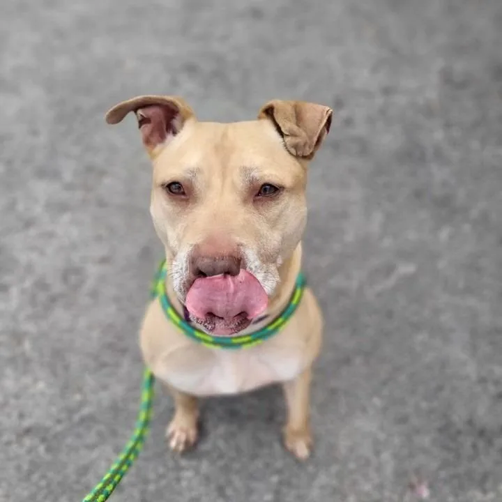 Scarlett thumbnail 6