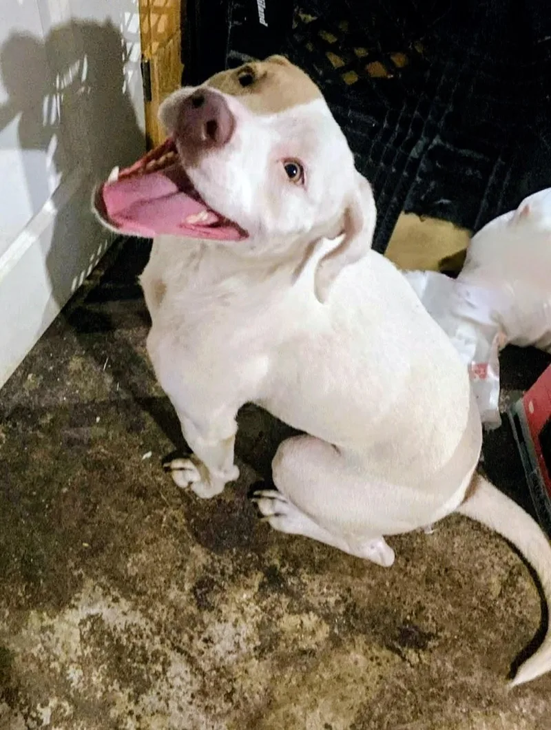 Odencat & Dog Friendly thumbnail 2