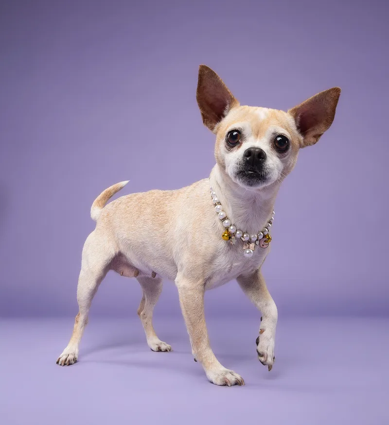 A young small-sized female Apricot / Beige Chihuahua dog named Colada for adoption in Miramar, FL
