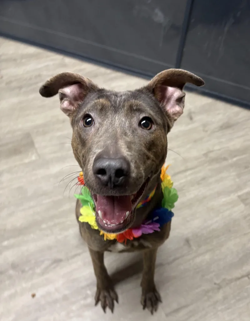 Lucy Goosey thumbnail 2