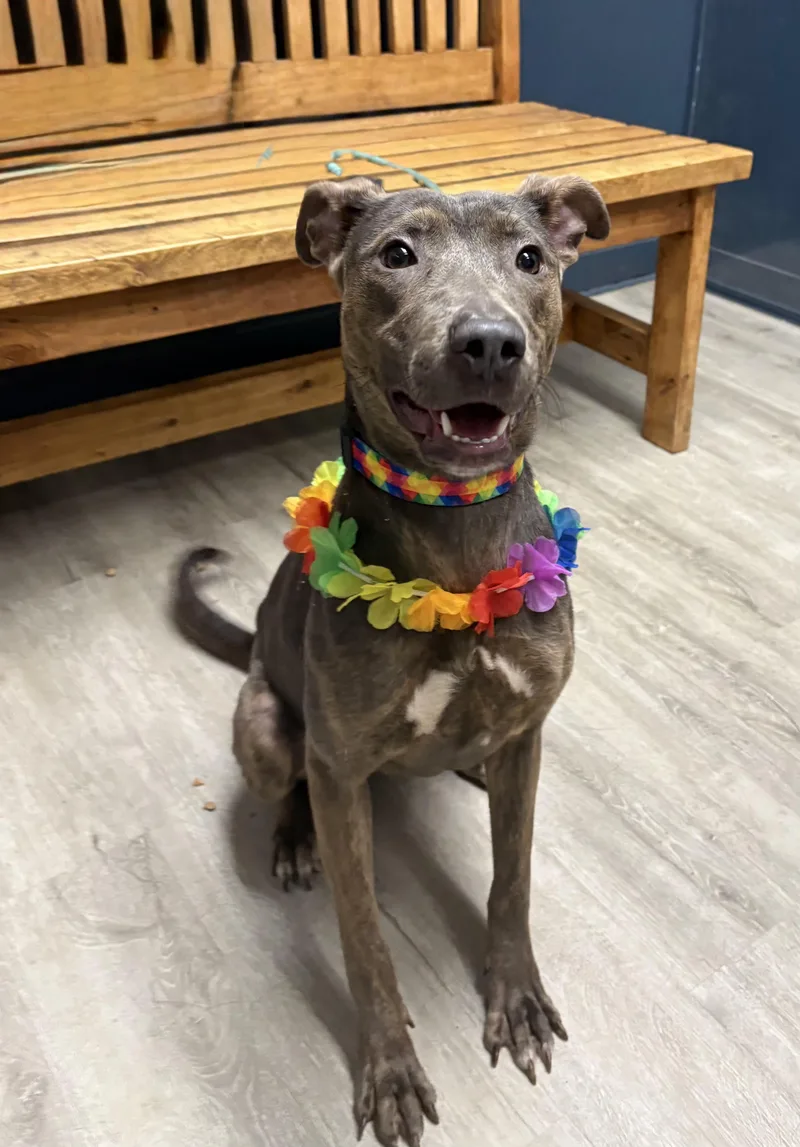 Lucy Goosey thumbnail 3