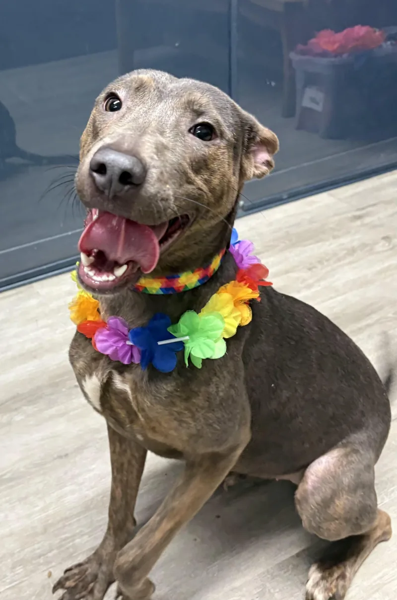 Lucy Goosey thumbnail 4