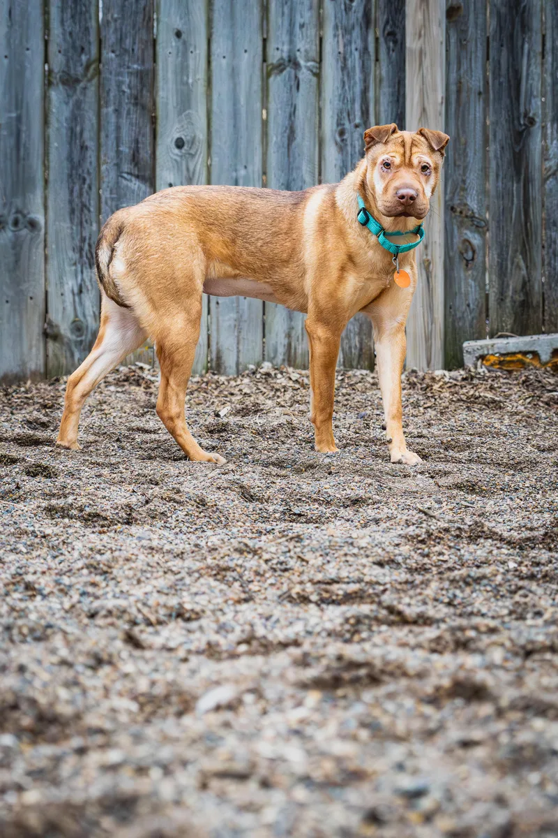 Yumyum Sauce thumbnail 2