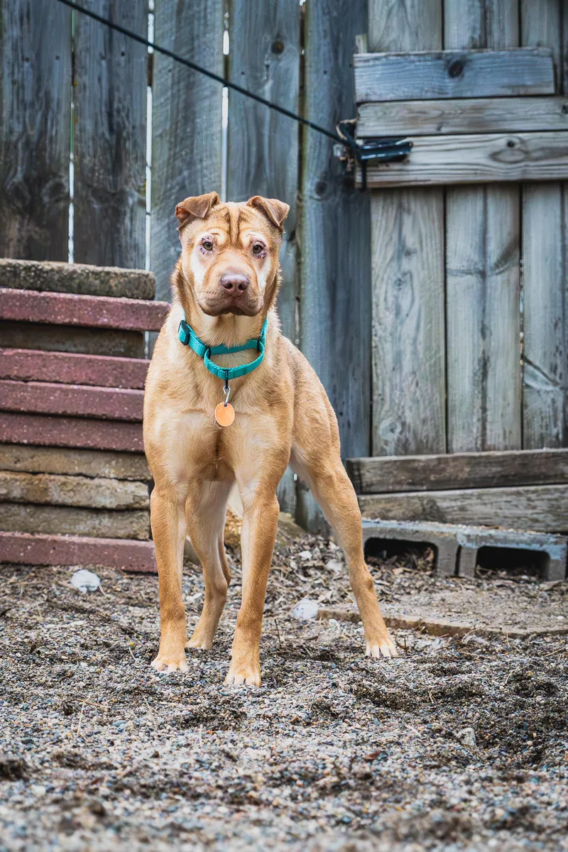 Yumyum Sauce thumbnail 3