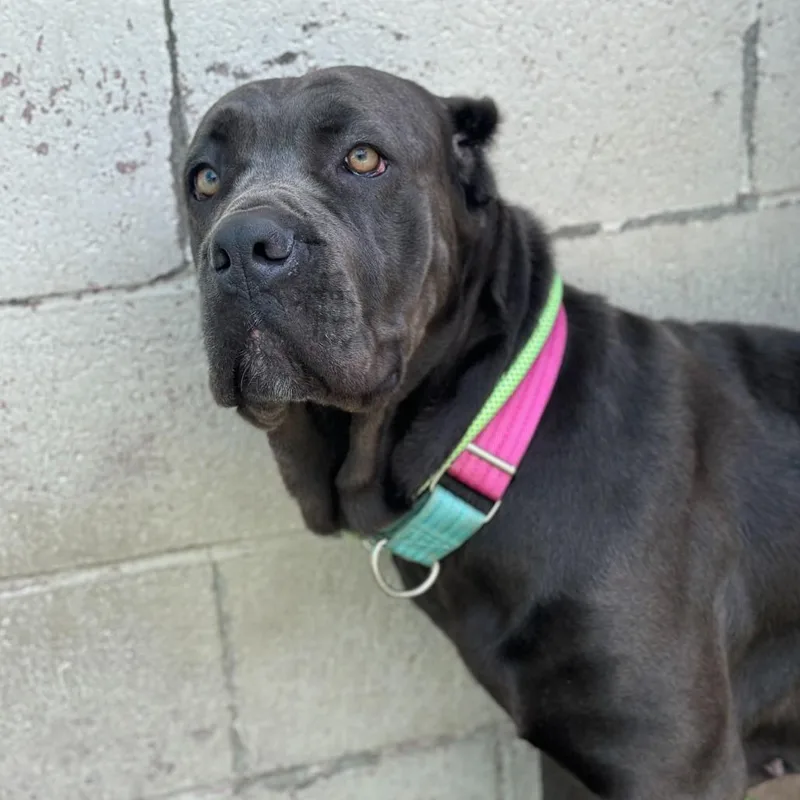 Breathless Mahoney thumbnail 2