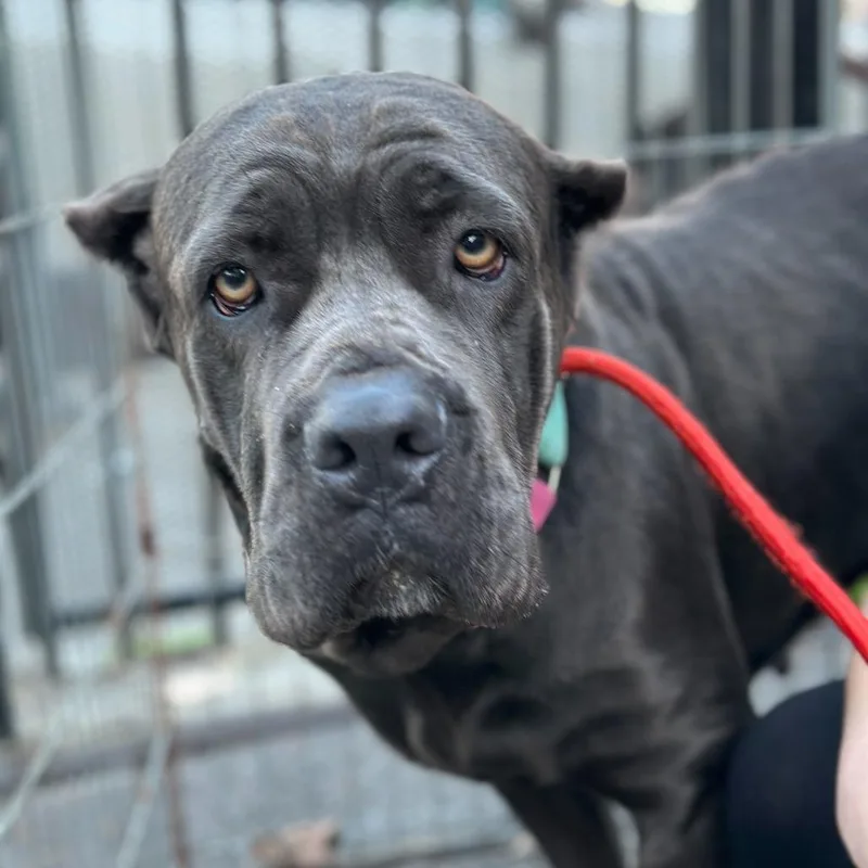 Breathless Mahoney thumbnail 3