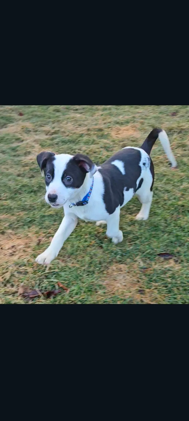 Fig Newton thumbnail 2