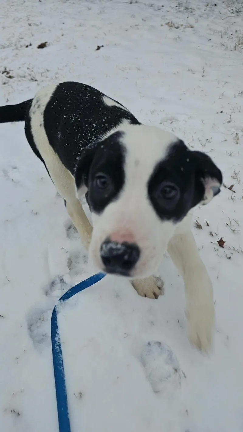 Fig Newton thumbnail 3