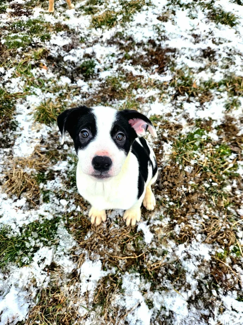 Fig Newton thumbnail 4