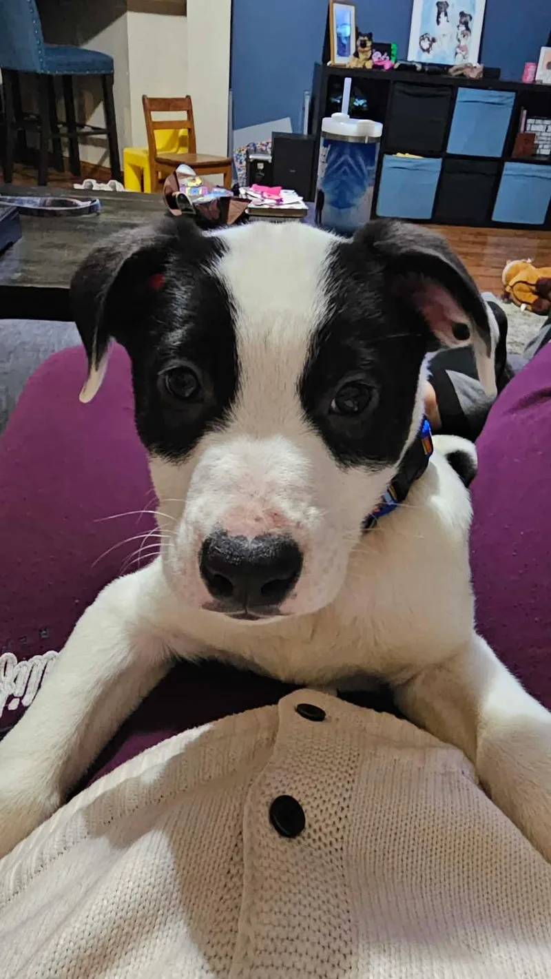 Fig Newton thumbnail 5