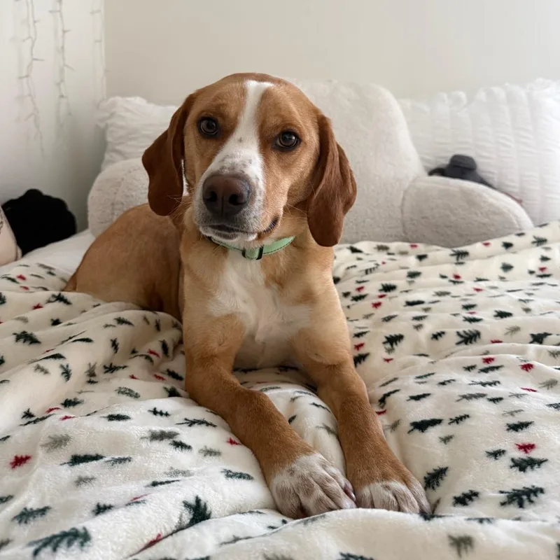 Butterscotch thumbnail 2