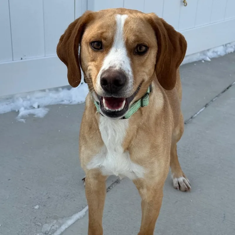 Butterscotch thumbnail 3