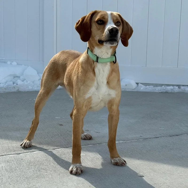 Butterscotch thumbnail 4