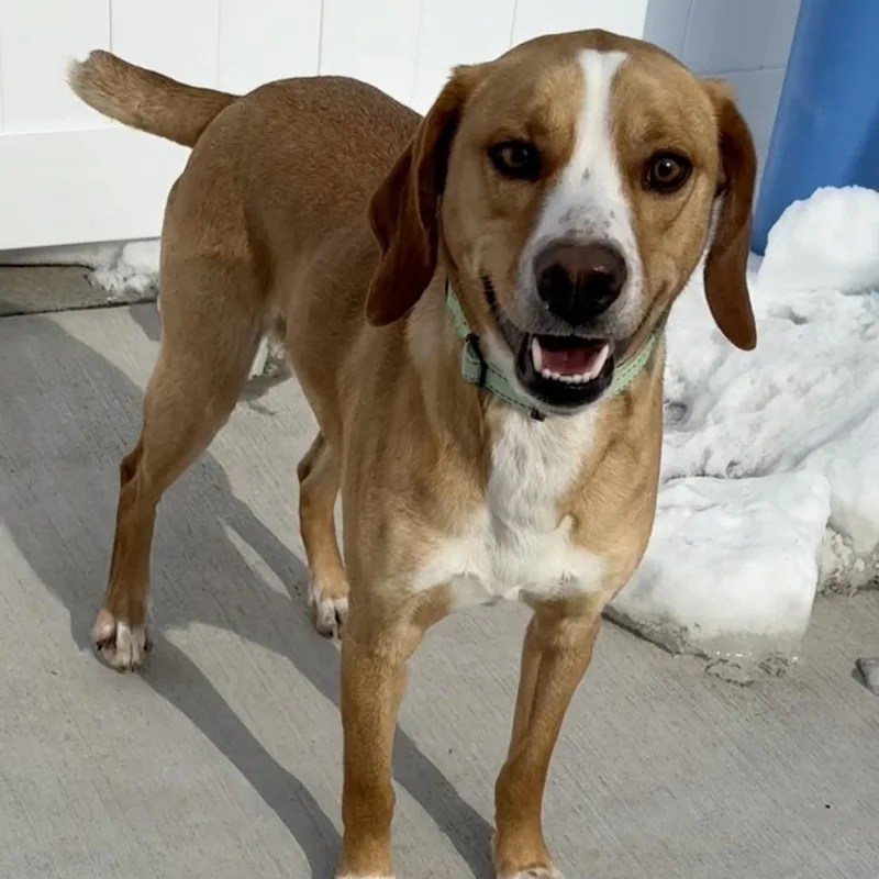 Butterscotch thumbnail 5