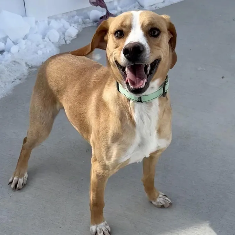 Butterscotch thumbnail 6