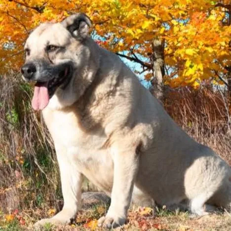 Chonkers thumbnail 2