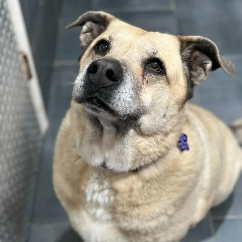 Chonkers thumbnail 3