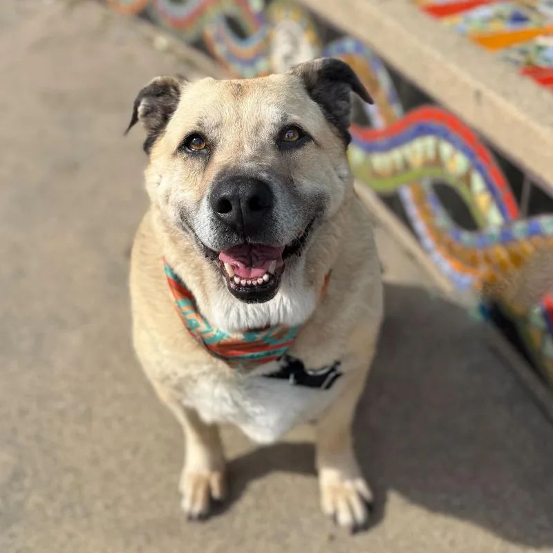 Chonkers thumbnail 4