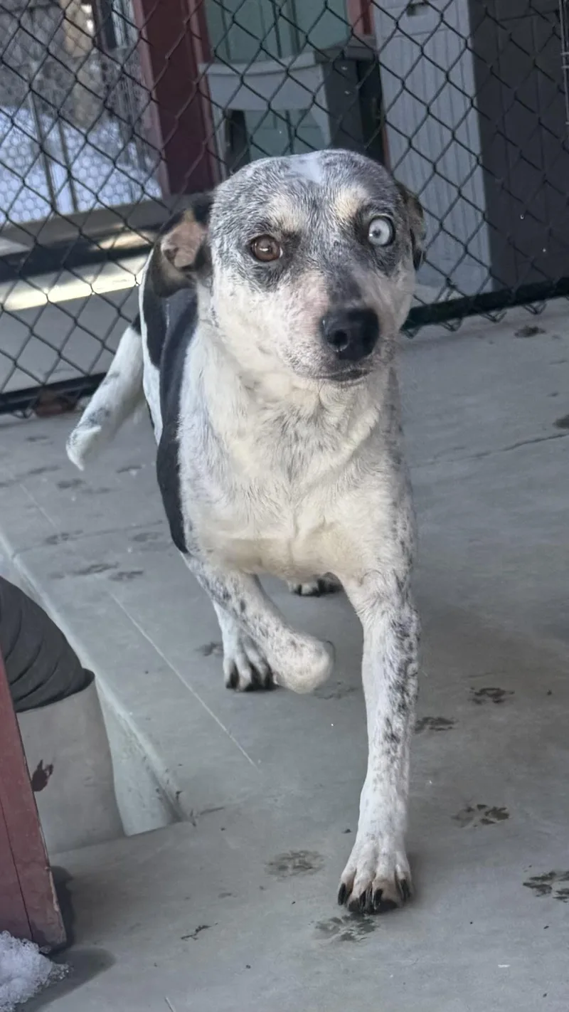 Mystique thumbnail 3