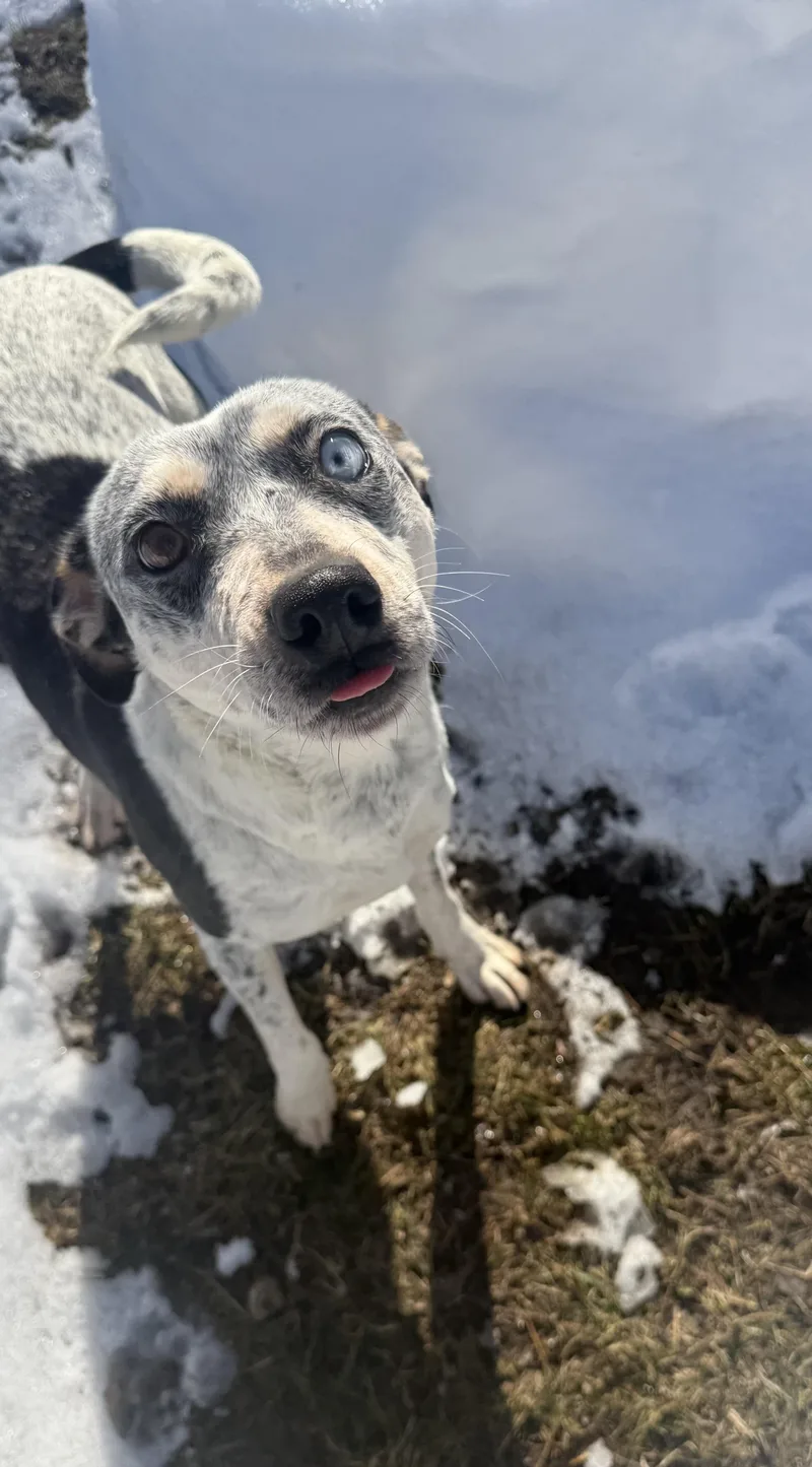 Mystique thumbnail 4