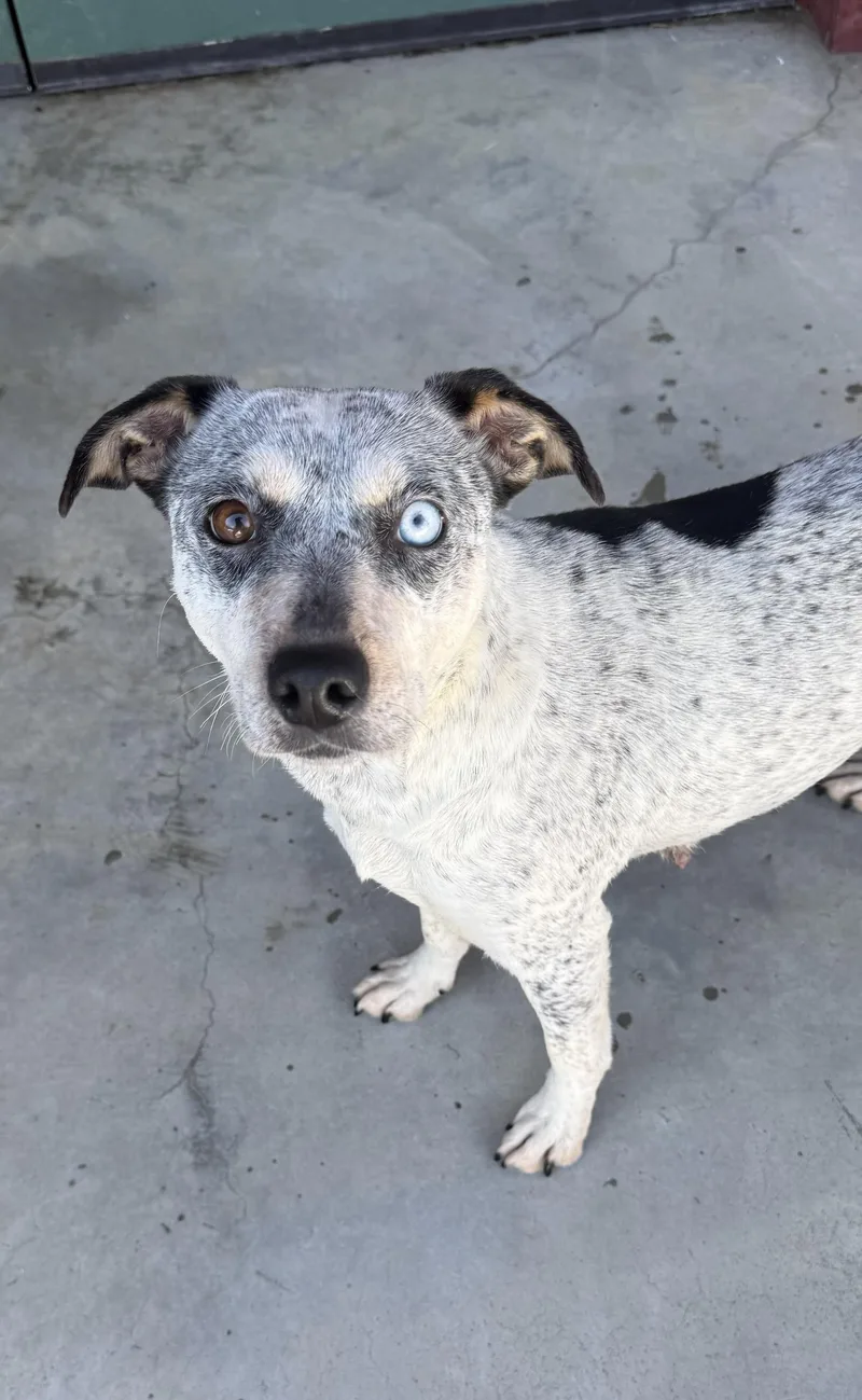 Mystique thumbnail 5