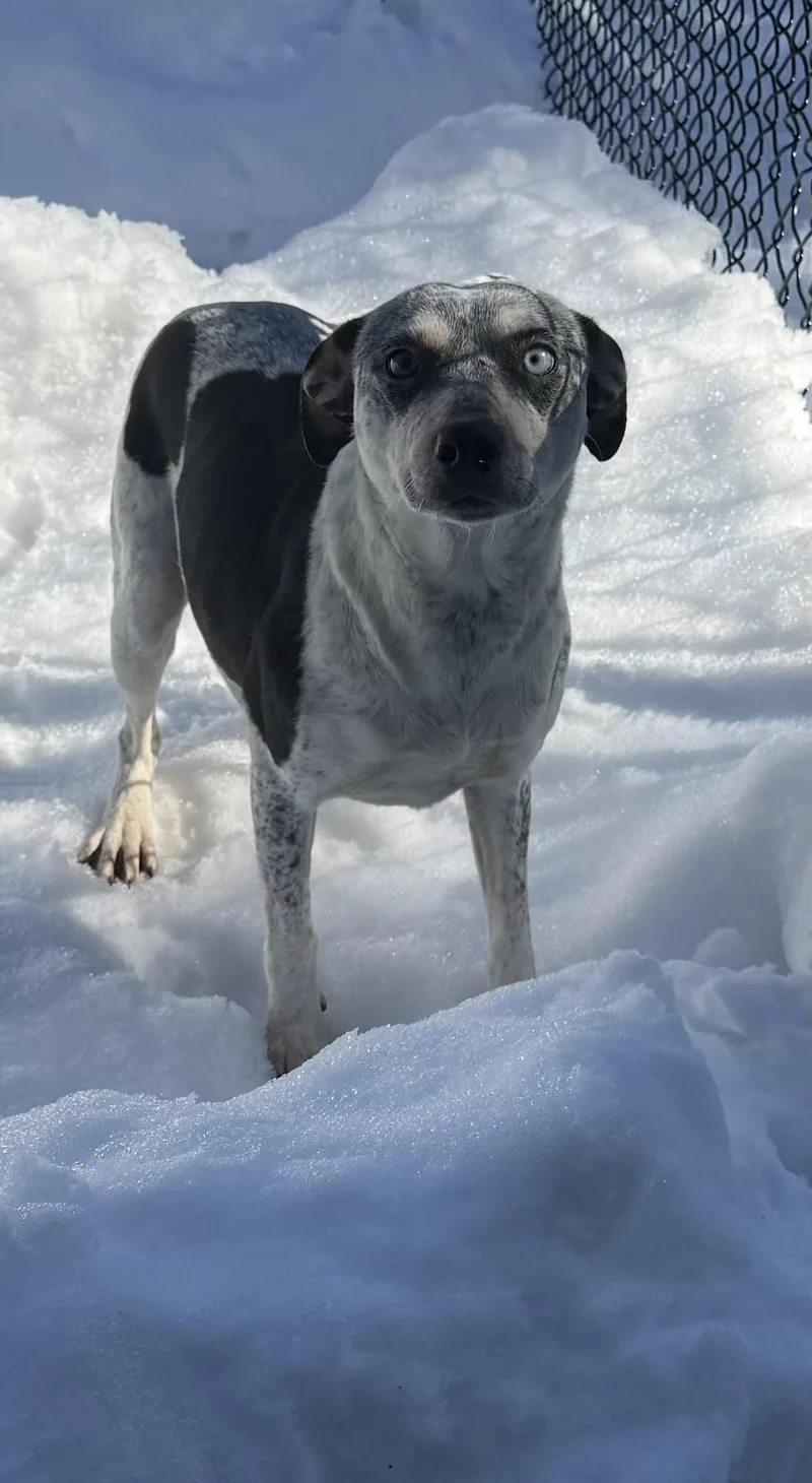 Mystique thumbnail 6