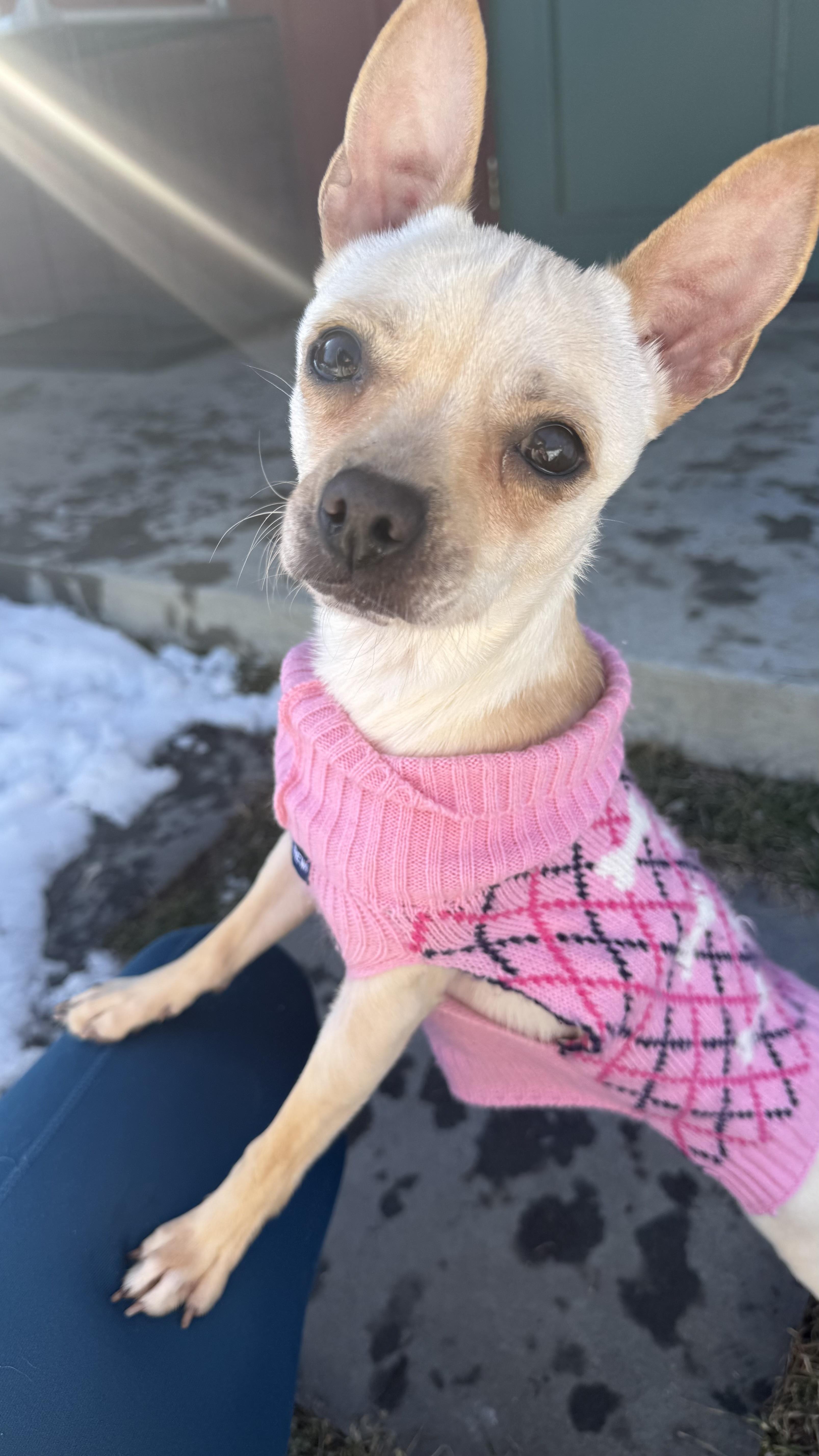 Penny Gadget thumbnail 2