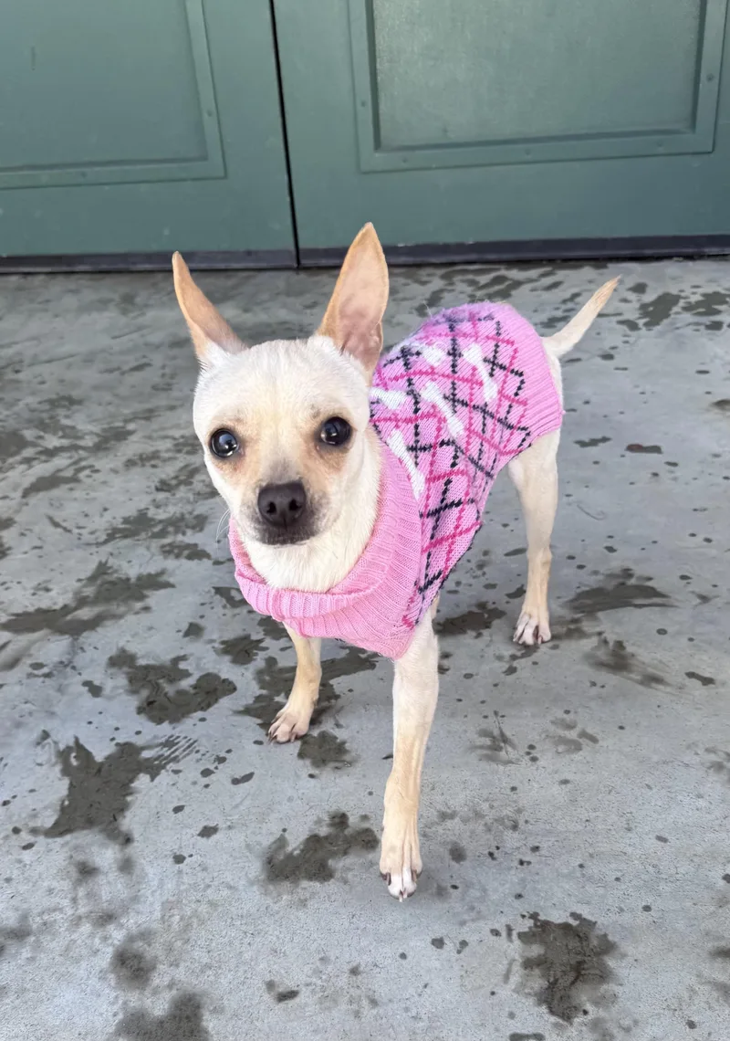 Penny Gadget thumbnail 3