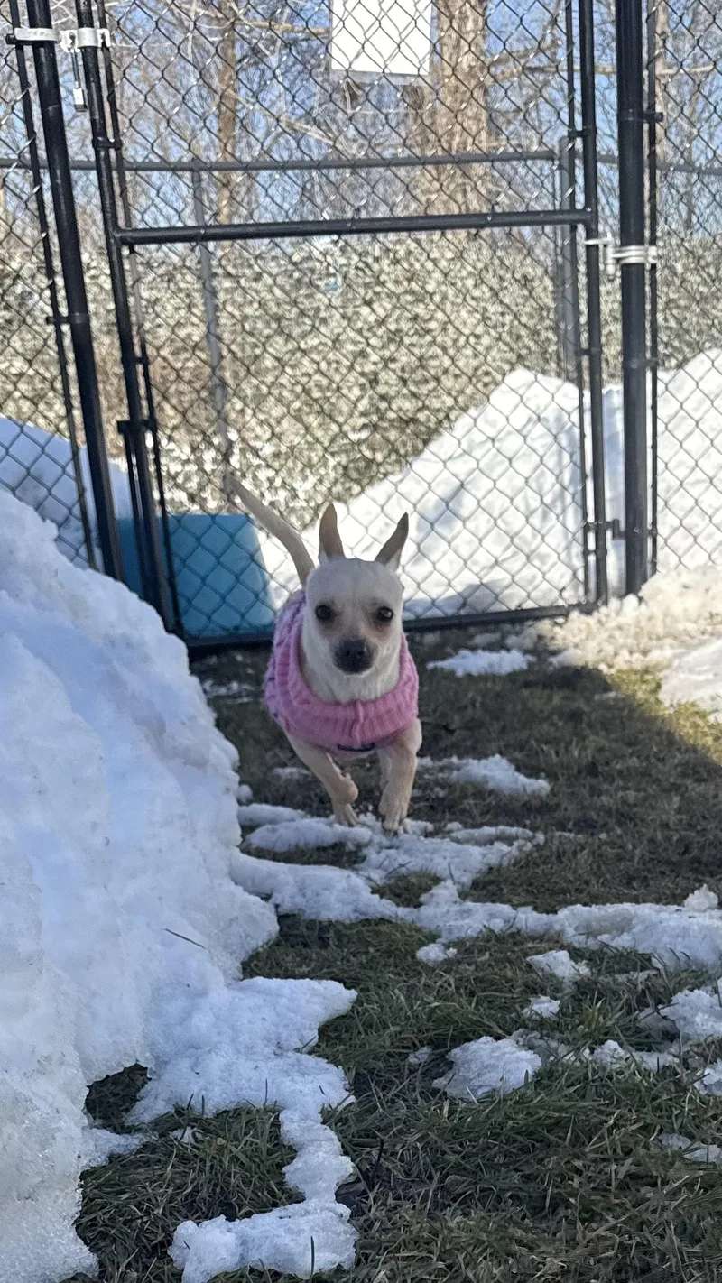 Penny Gadget thumbnail 4