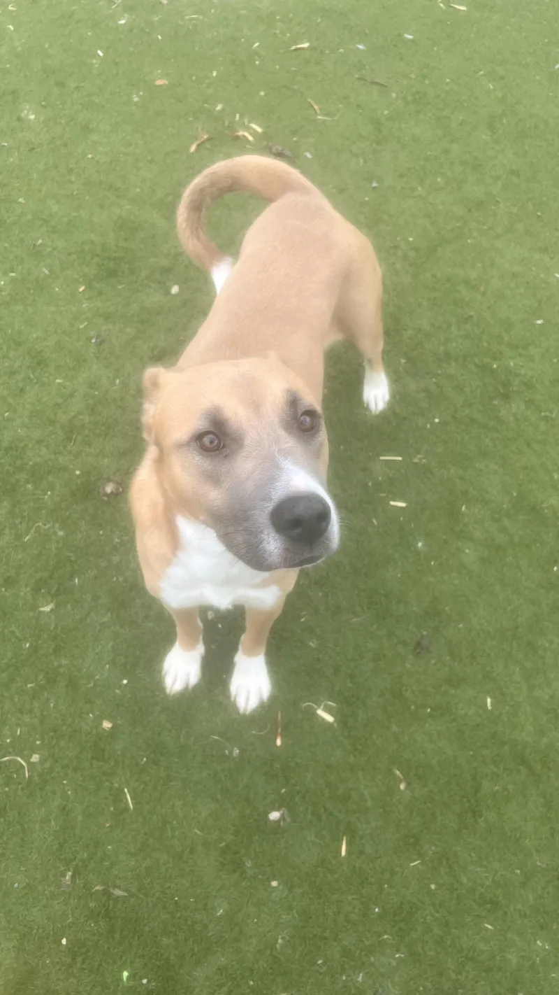 Goldie.! Miss Congeniality!