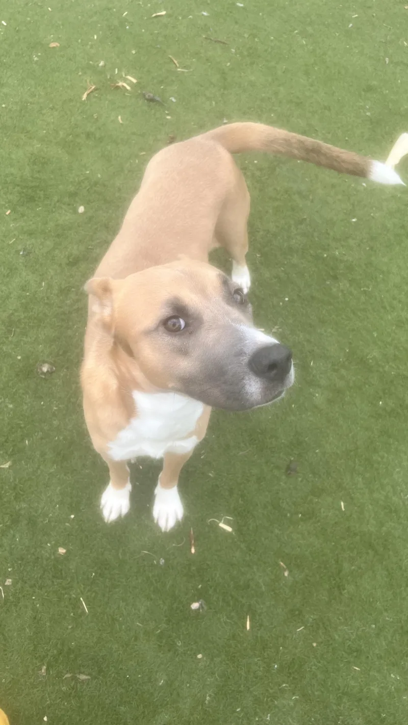 Goldie.! Miss Congeniality! thumbnail 4