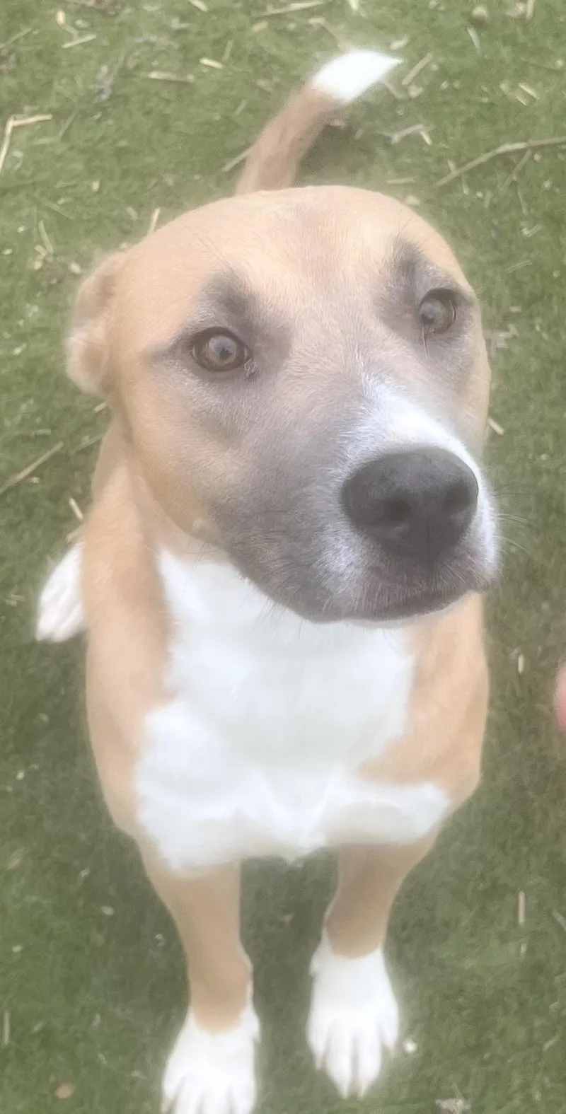 Goldie.! Miss Congeniality! thumbnail 5