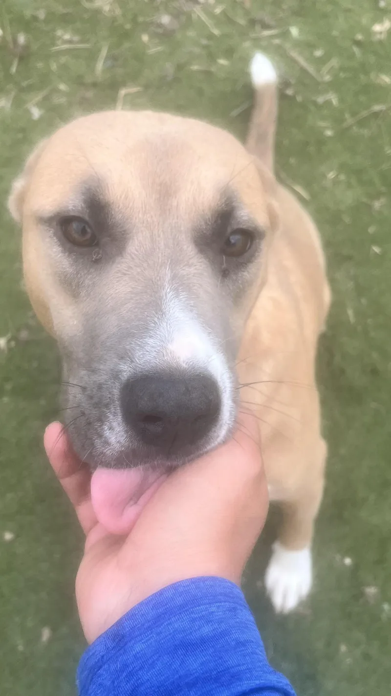 Goldie.! Miss Congeniality! thumbnail 6