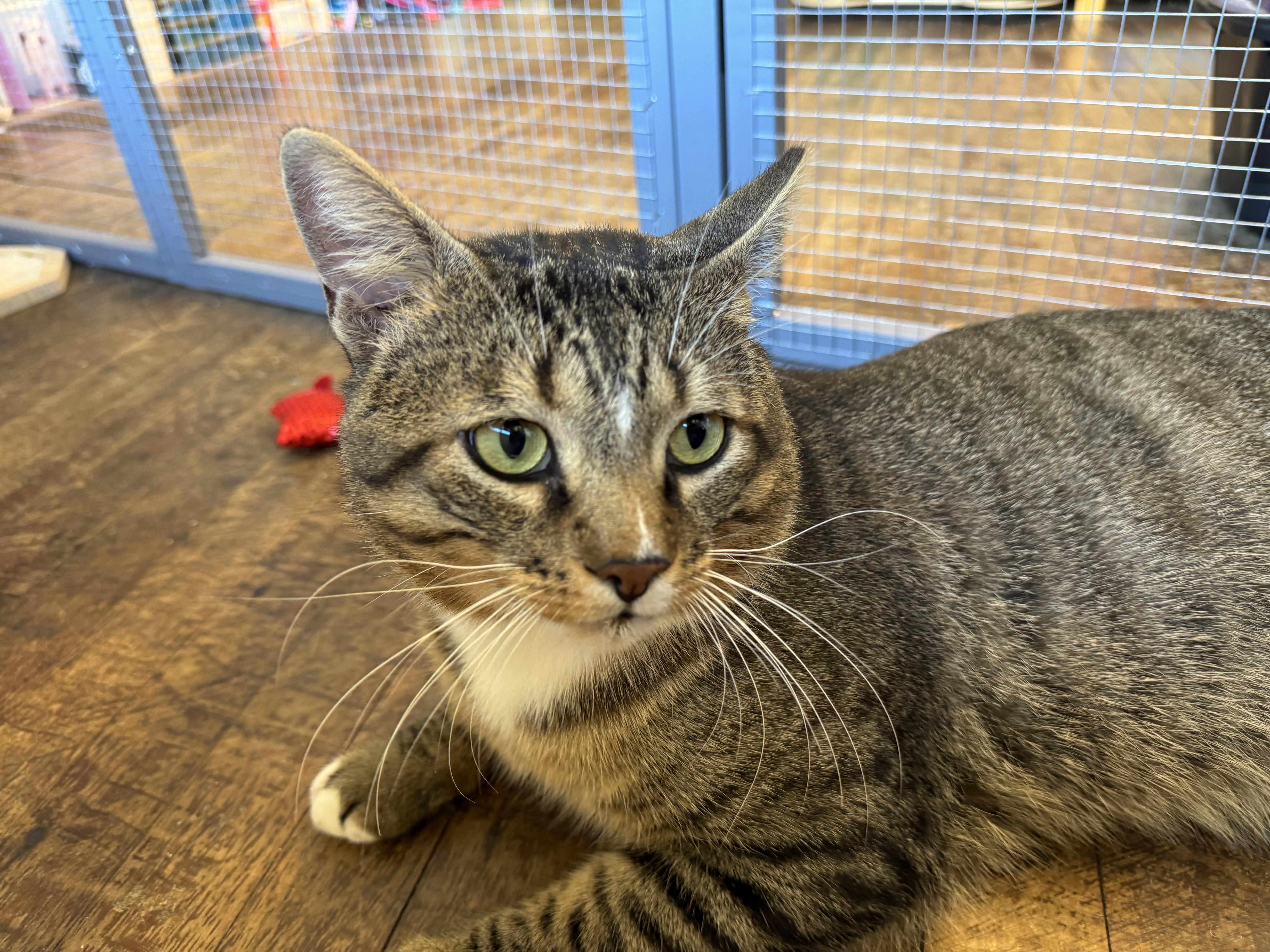 Mr Chunks thumbnail 2