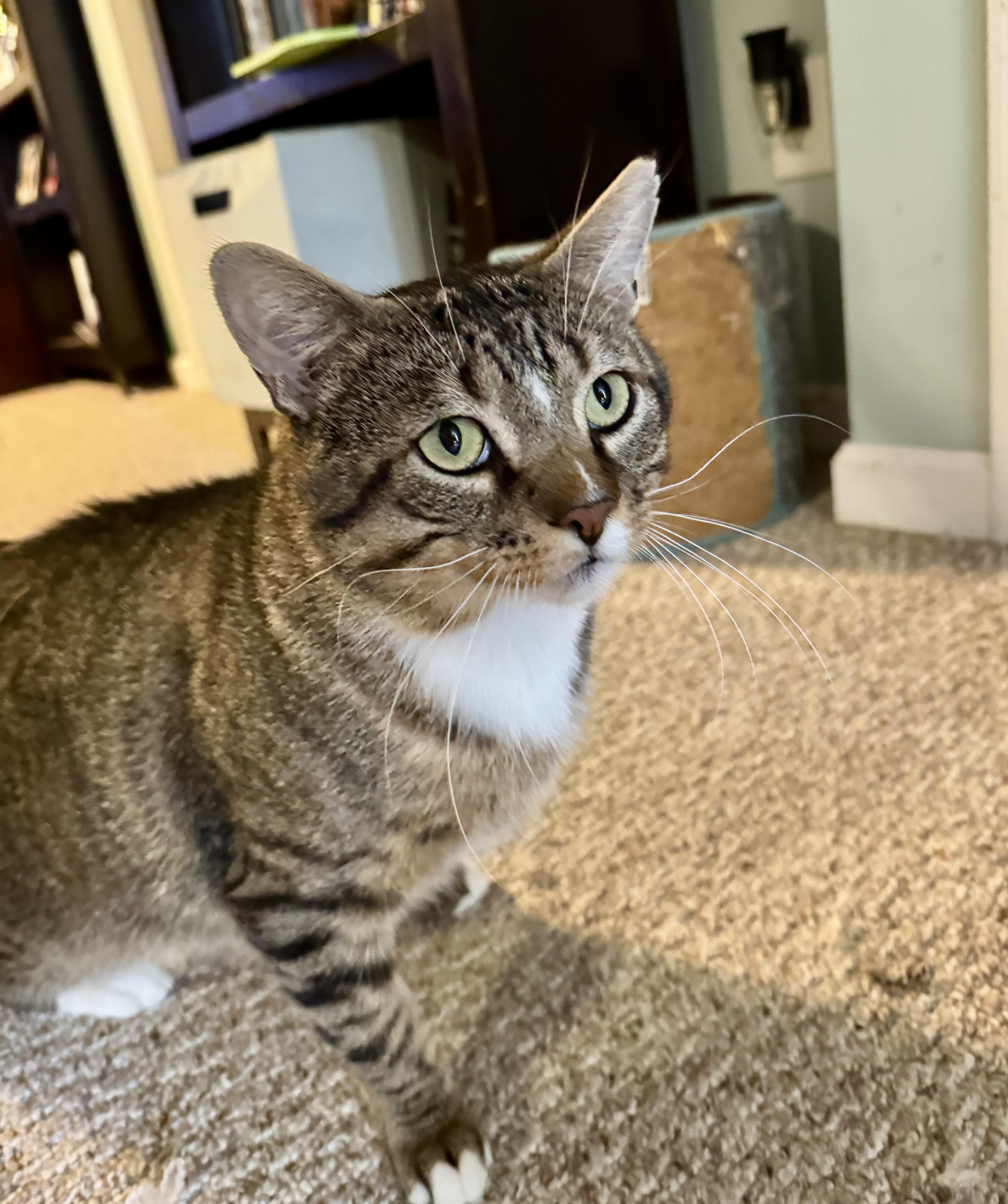 Mr Chunks thumbnail 3