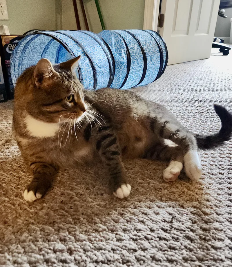 Mr Chunks thumbnail 4