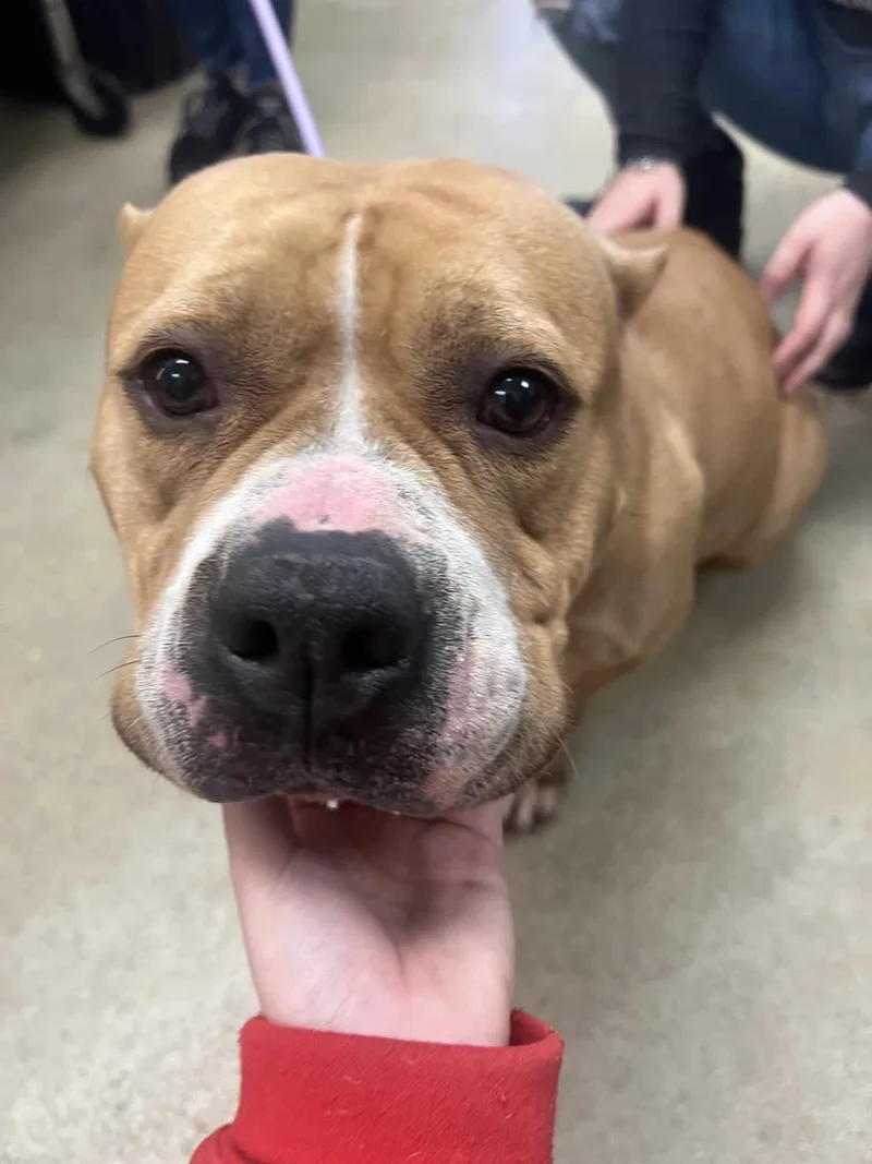 Honey Bun thumbnail 2