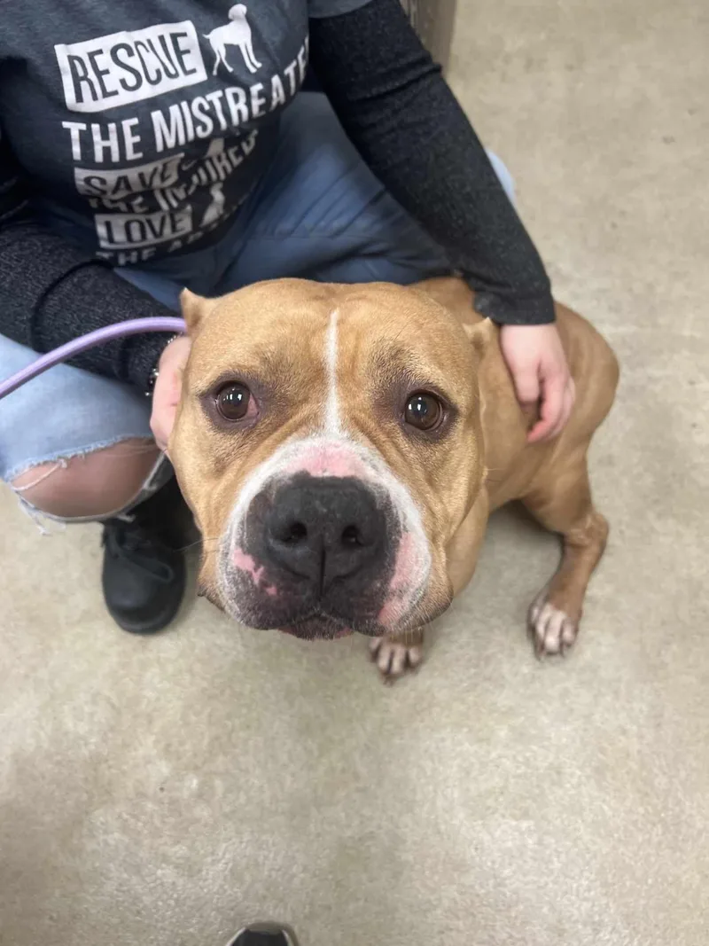 Honey Bun thumbnail 3