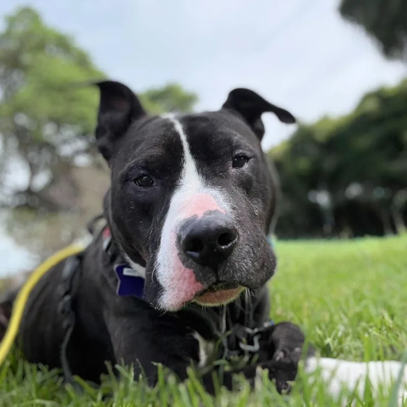 Hot Cocoa thumbnail 2