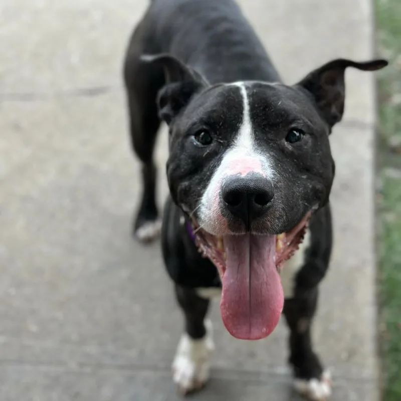 Hot Cocoa thumbnail 3