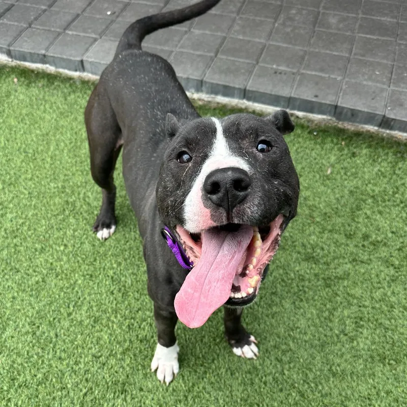 Hot Cocoa thumbnail 4