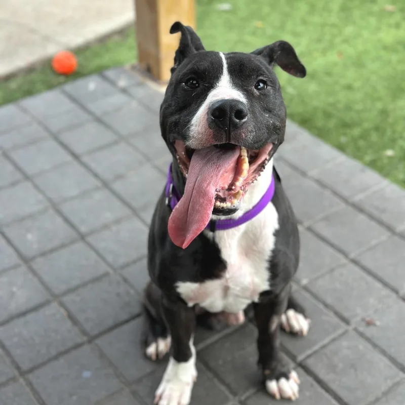 Hot Cocoa thumbnail 5