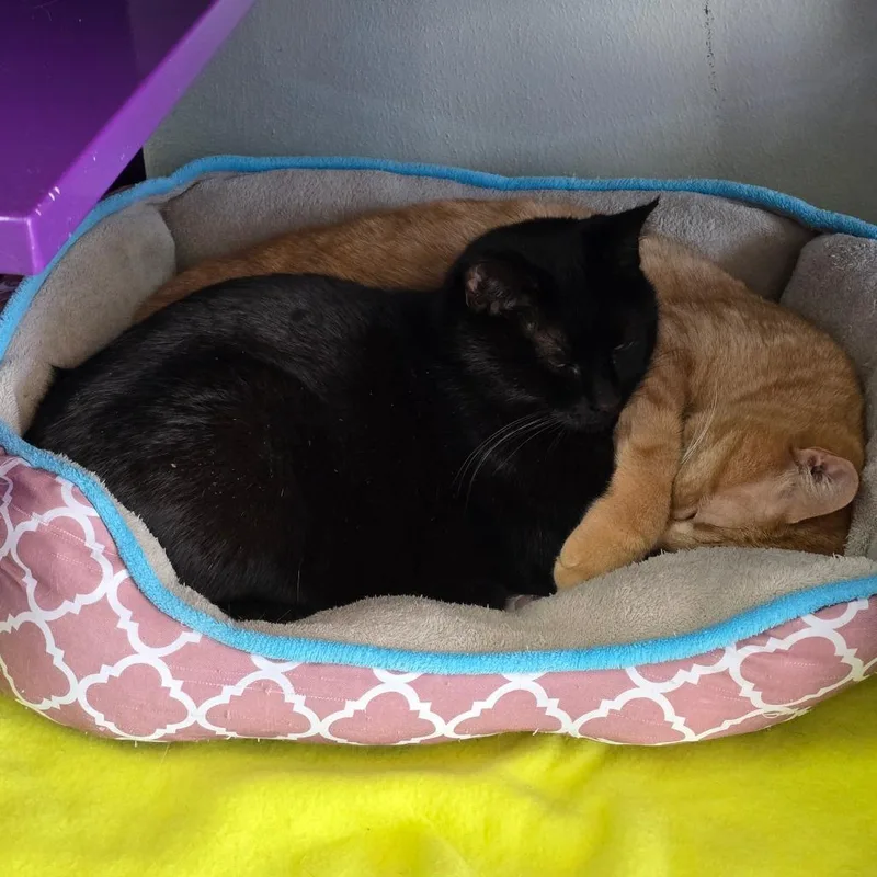 Sasha Arkansas thumbnail 4