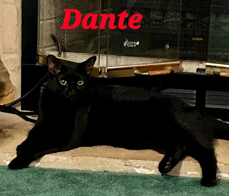 Dante