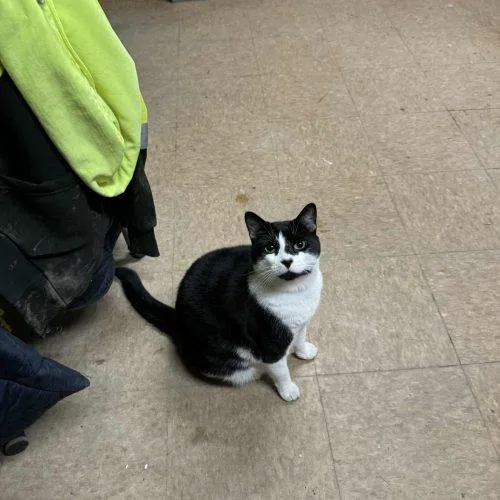 Dozer And Mini thumbnail 2