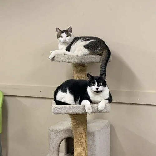 Dozer And Mini thumbnail 3