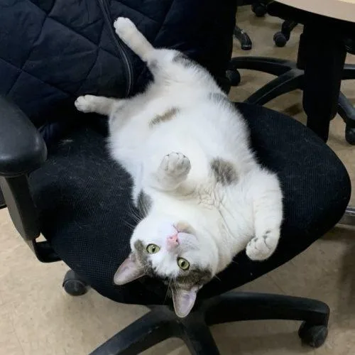 Dozer And Mini thumbnail 4