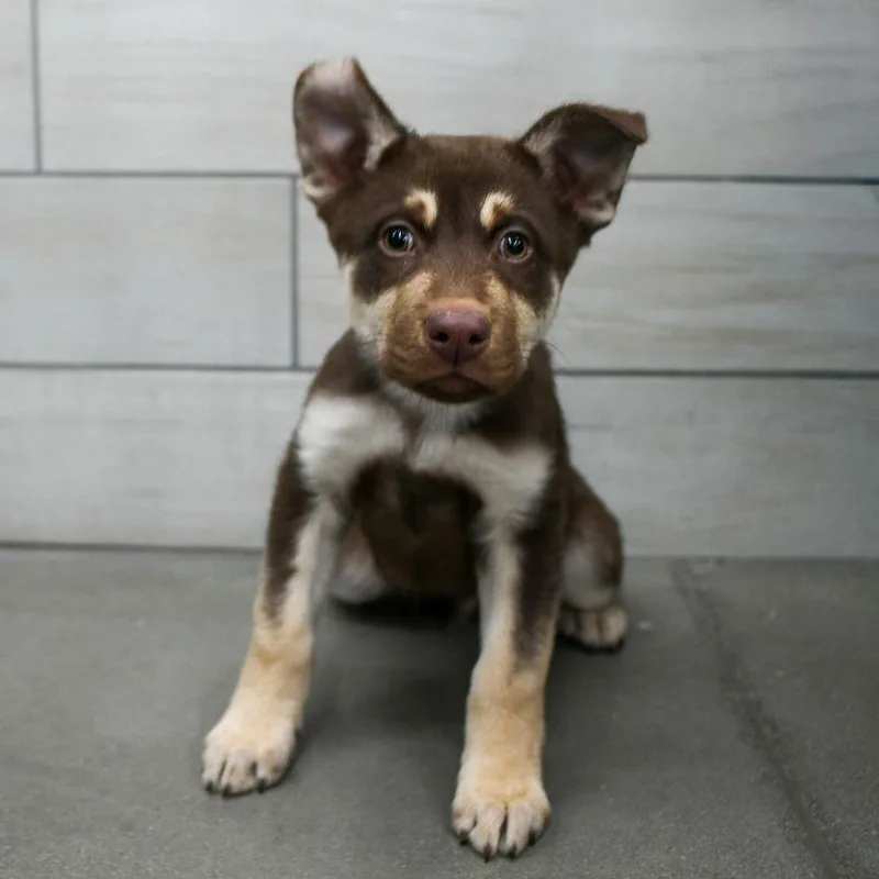 Chugs Aka Acorn photo 1