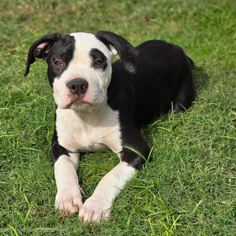 Hercules thumbnail 3